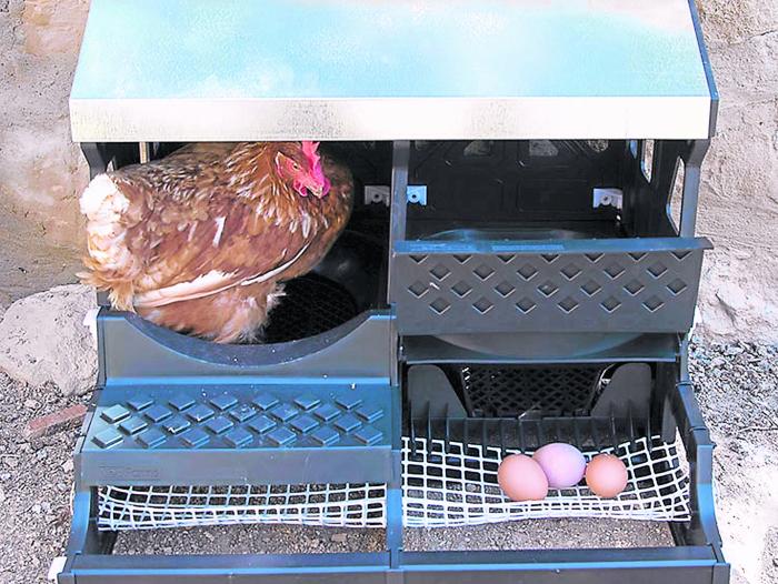 Lo ideal es que sea de un mínimo de 4 a 5 metros cuadrados para que las gallinas se muevan en libertad y la alimentación será ta