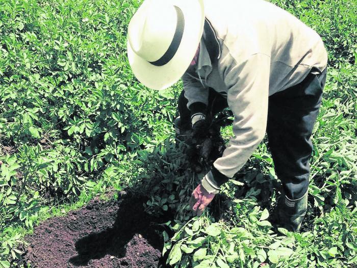 Hasta ahora, el Dane ha llegado a 158.000 predios campesinos.