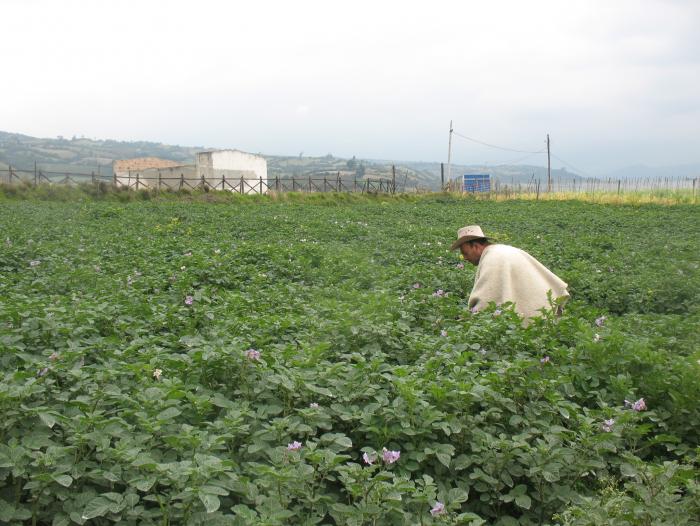 Desde hace 41 años Colombia no realiza un censo agropecuario, dijo el Ministerio de Agricultura.