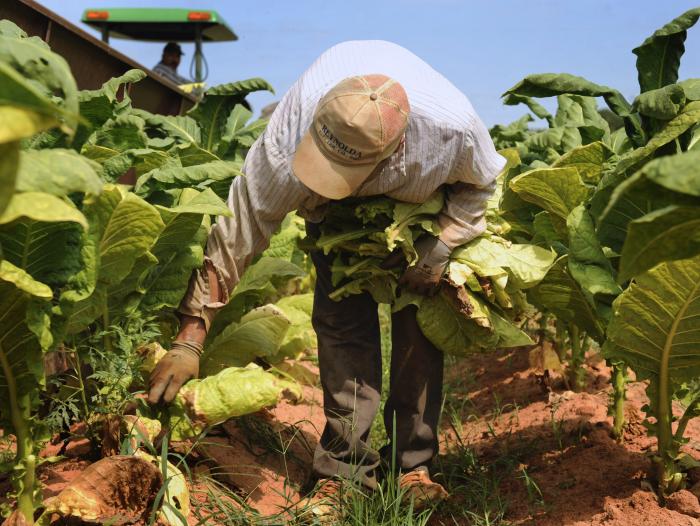 Colombia  rechaza límites a cultivo de tabaco de la OMS