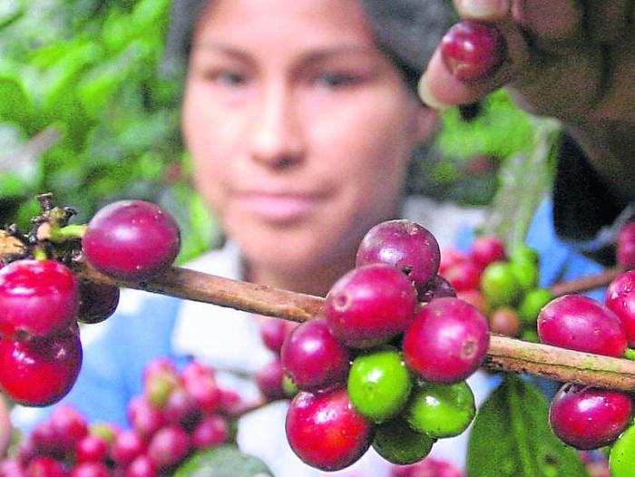 Clima amenaza los cafetales de Brasil