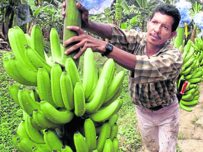 Unión Europea y A. Latina formalizan fin a guerra del banano