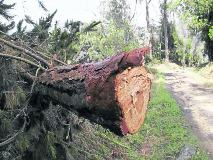 Deforestación avanza sin tregua en el Caquetá