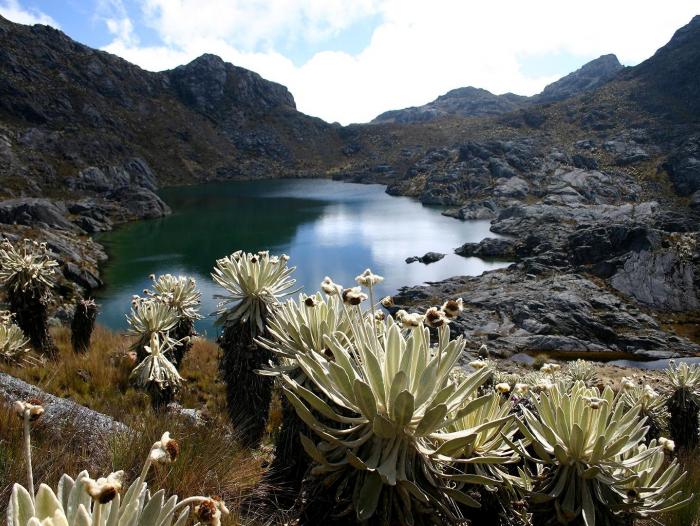 Paramo de Santurbán