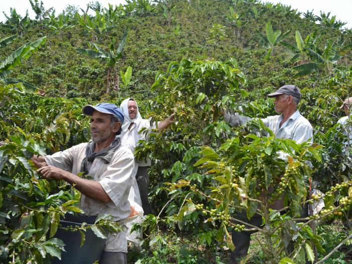 Café colombiano