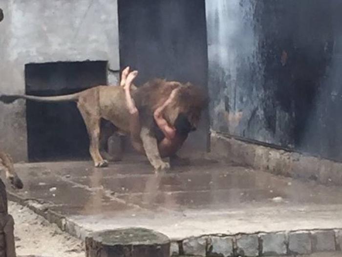 A finales de mayo, un zoológico chileno recibió múltiples críticas de todas las latitudes. ¿Las razones? Un suicida entró a una de sus jaulas desnudo donde habitaban tres leones y los instigó para que lo mataran. Los empleados del zoológico asesinaron a d