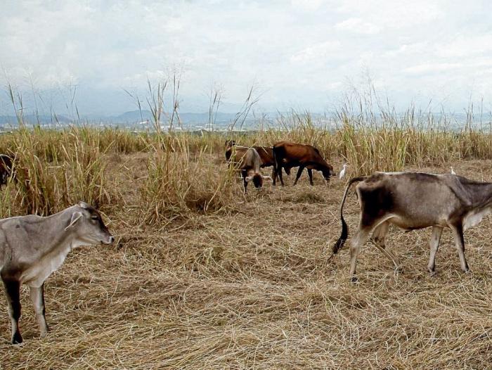 Fenómeno de El Niño