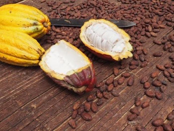 Cacao