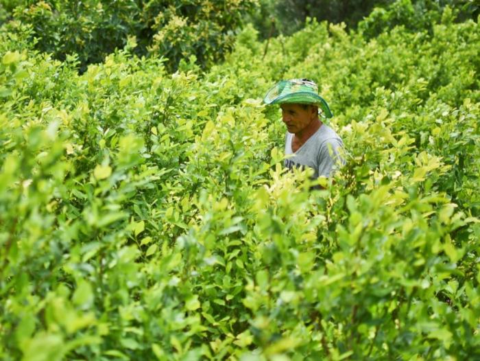 Cultivo de coca