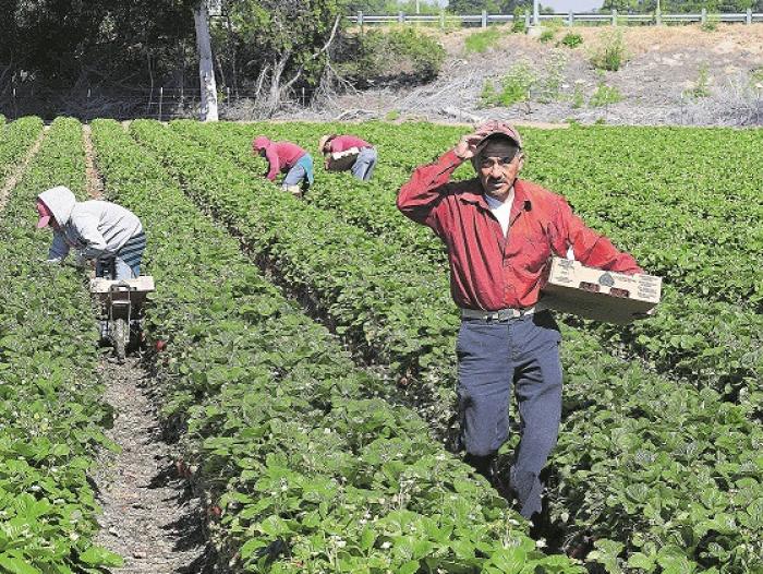 Agricultura