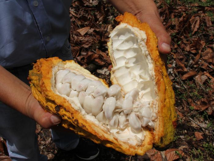 Ruta del cacao