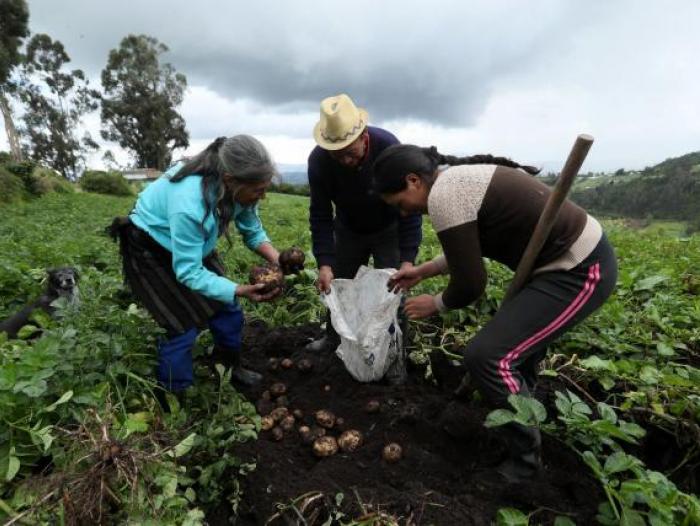 Campo