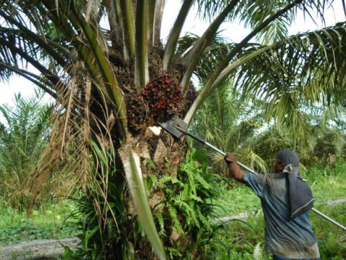 Las ventas de aceite de palma suben 36% el primer trimestre