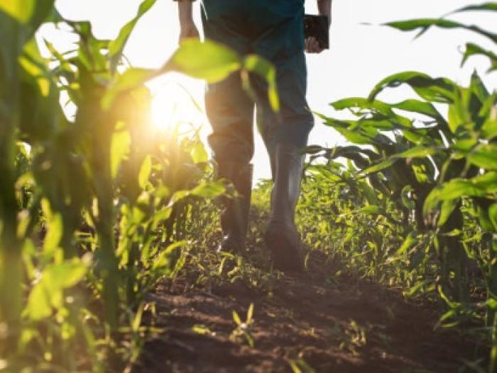 Productores del campo