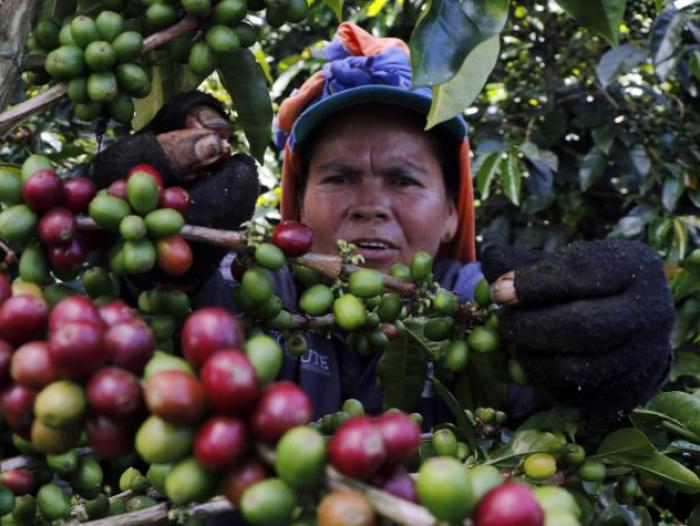 Producción de café colombiano