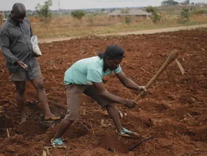 BBC Mundo: Agricultores en Zimbabue