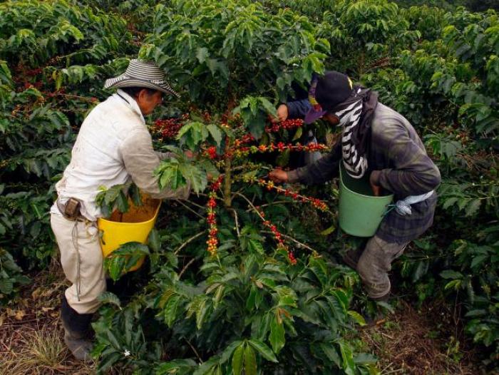 Cultivos de café