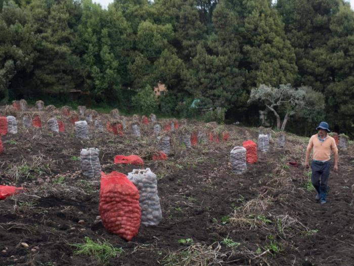 Agro en Colombia