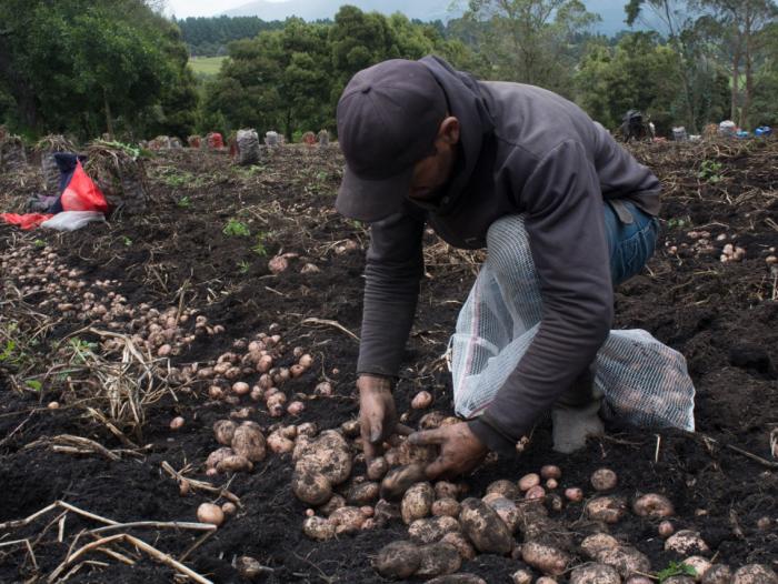 Agro en Colombia