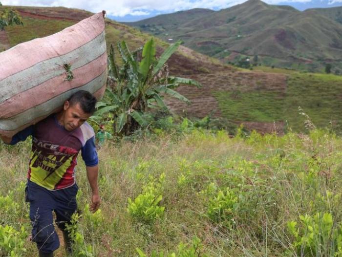 BBC Mundo: El raspachín colombiano -recolector de hoja de coca- Edison Tovar trabaja en un campo de coca en las montañas del municipio de El Patia, departamento de Cauca.