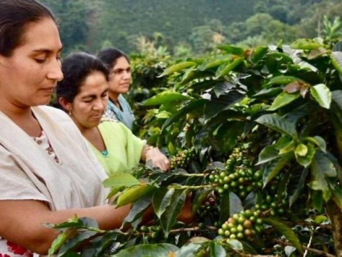 Proyectos de café hechos por reincorporados