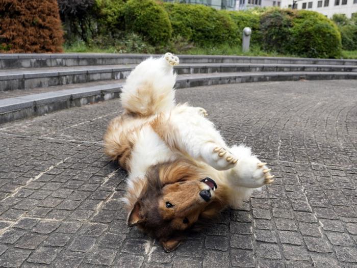 Toco, el hombre japonés que logró su sueño de convertirse en perro