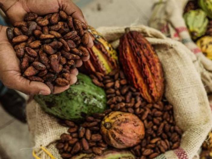 Cacao