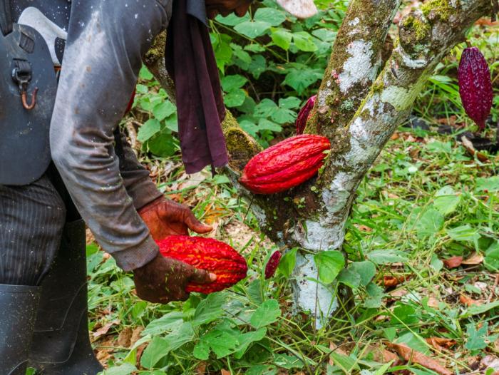 Cacao