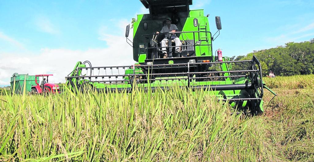 Los arroceros de los Llanos Orientales han sido fuertemente afectados por el invierno.