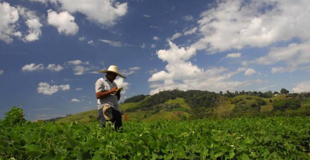 Agro colombiano