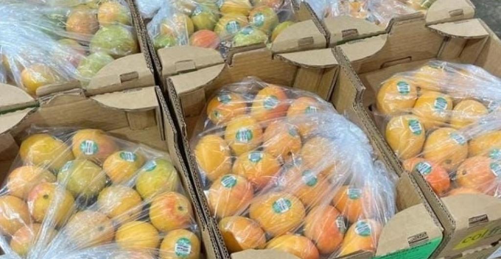 Exportación de mango de azúcar