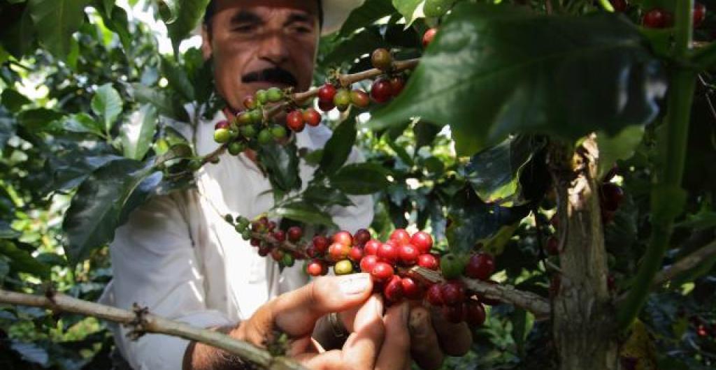 Producción de café en Colombia