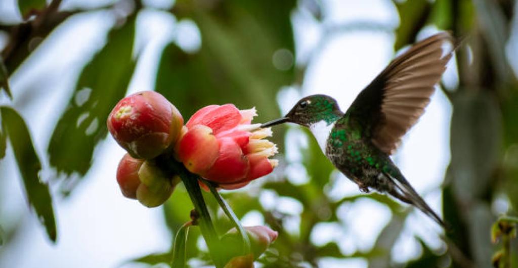 Biodiversidad