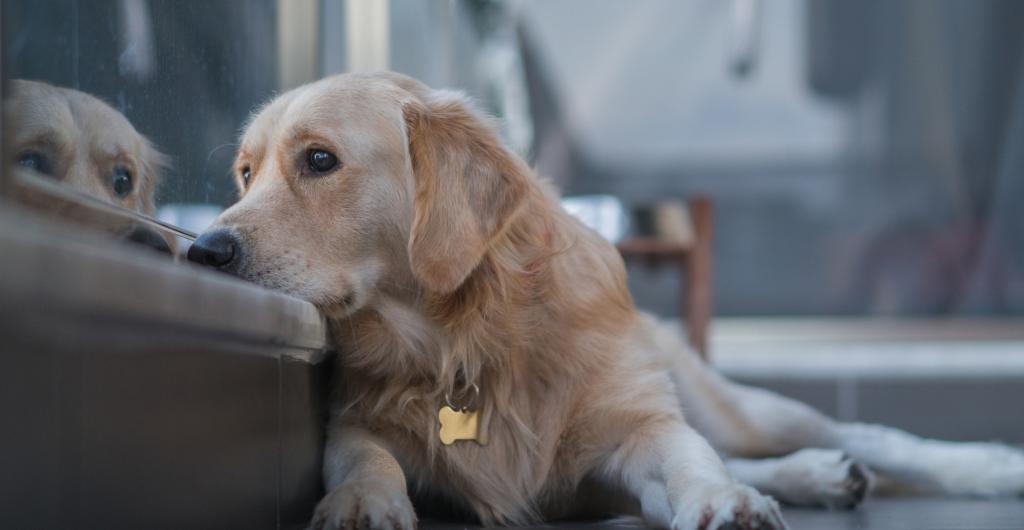 Depresión en perros