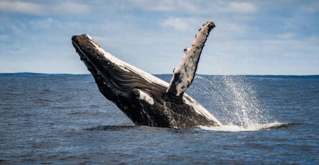 Ballenas