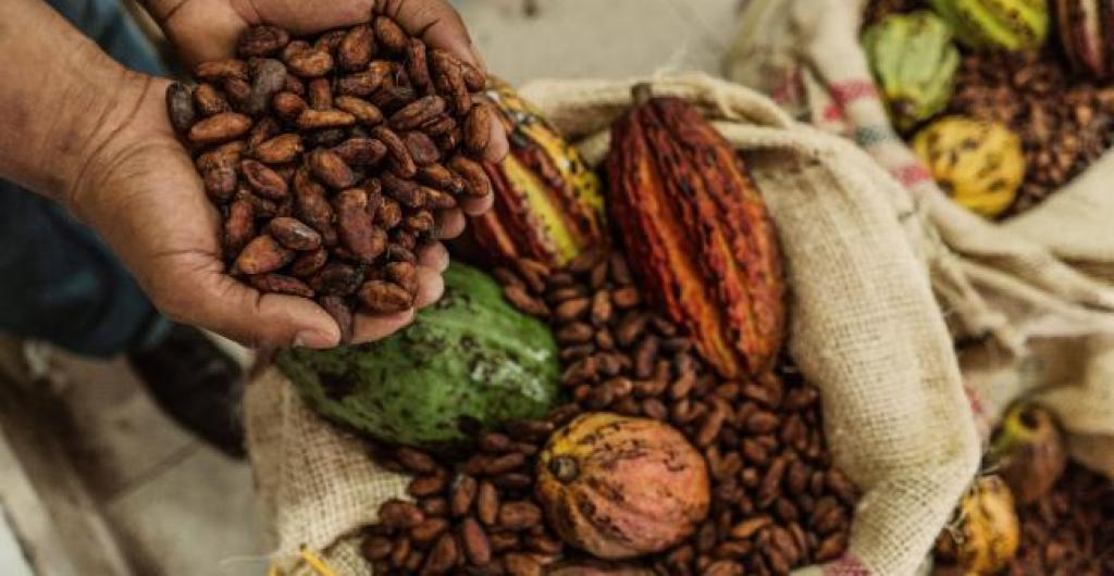 Cacao