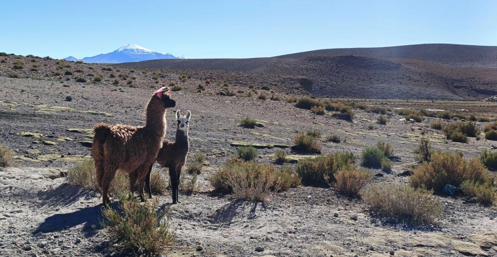 Bolivia reúne saberes para preservar el hábitat de las llamas