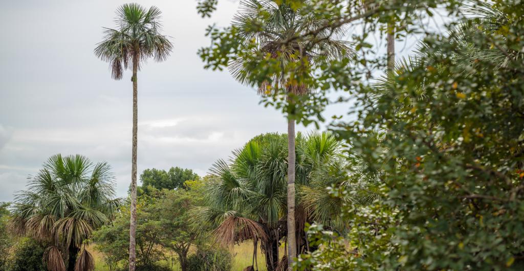 Ecoreserva La Danta de Ecopetrol