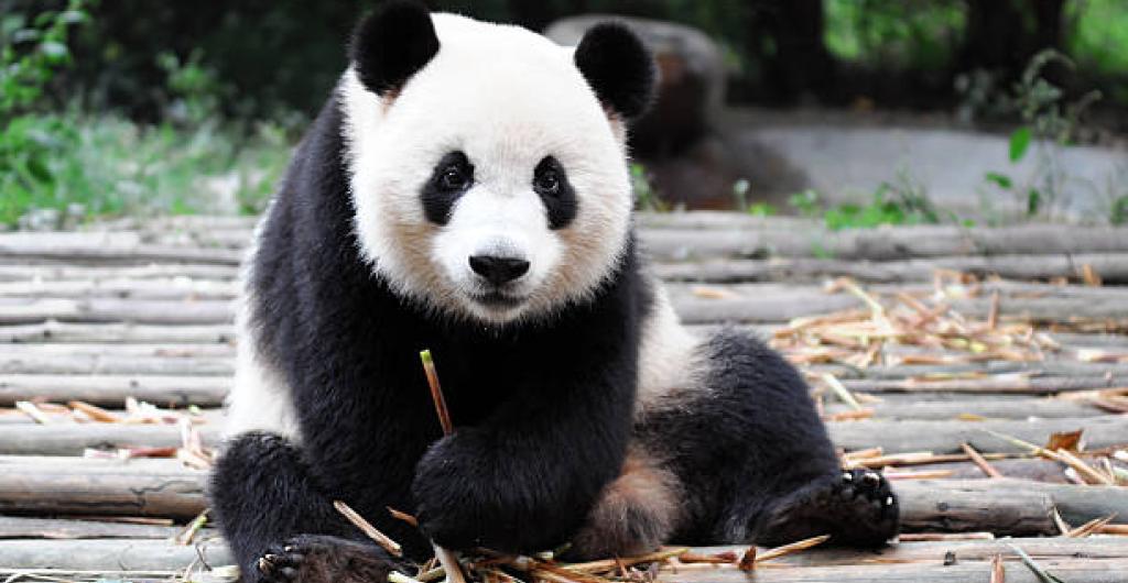 Oso panda