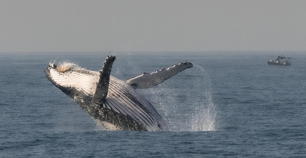 Ballenas jorobadas