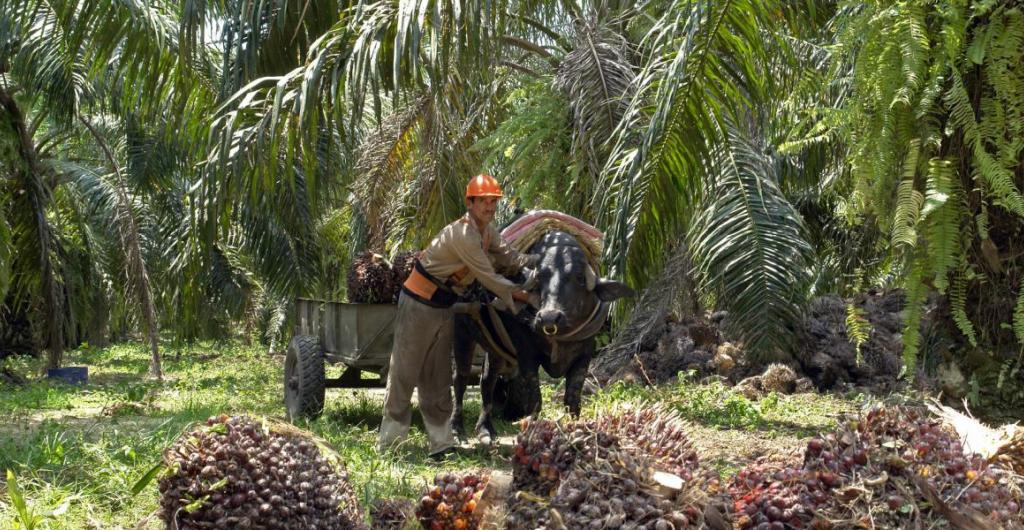 Palmicultores