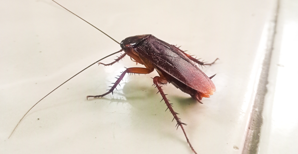 Cucaracha