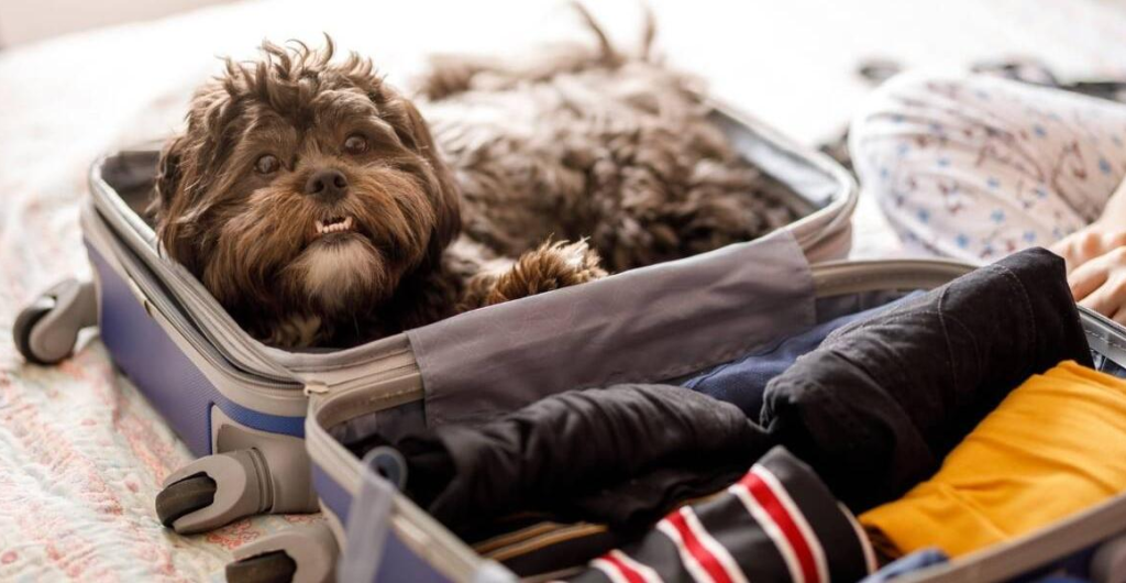 Viajar con mascotas