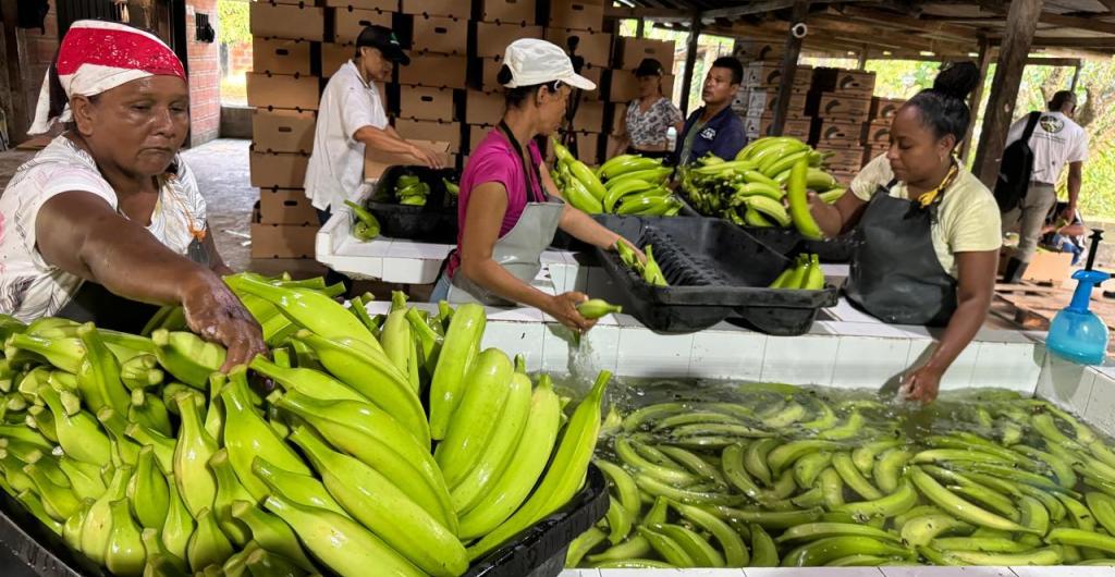 El Éxito compra plátano en Belén de Bajirá.