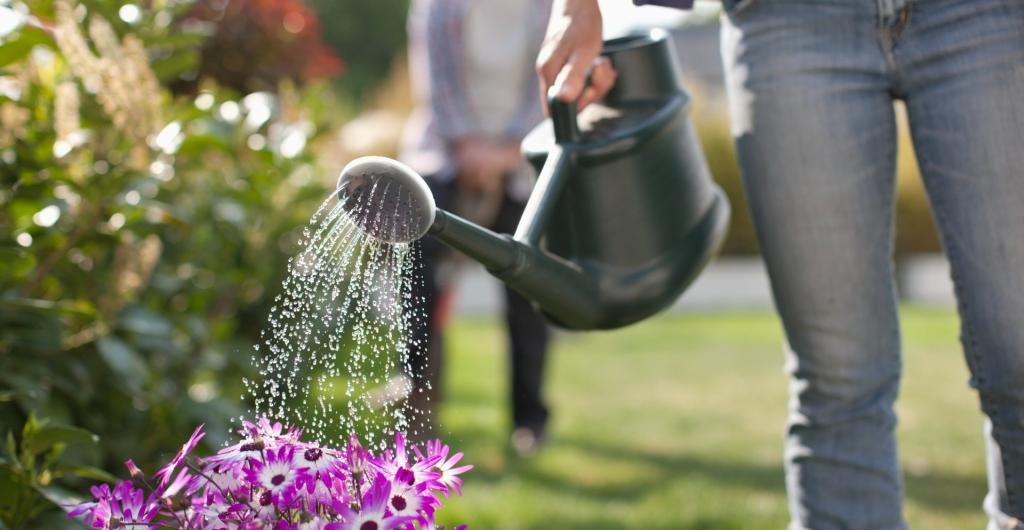 Regado de plantas