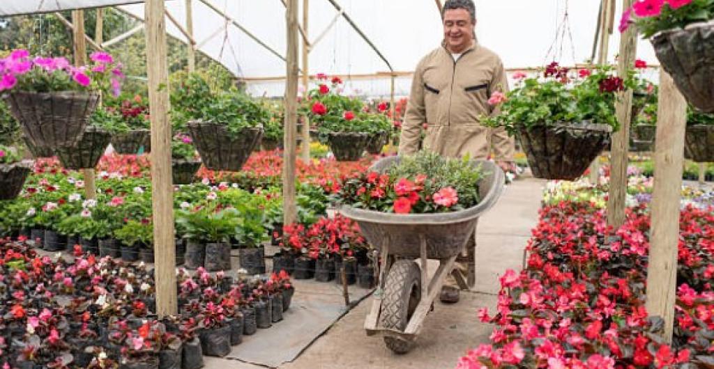 Flores colombianas