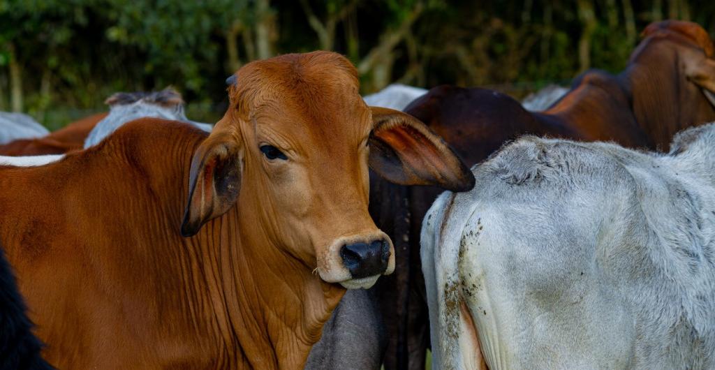 Exportación de carne bovina colombiana a Irán