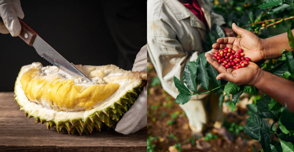 Durian / Café