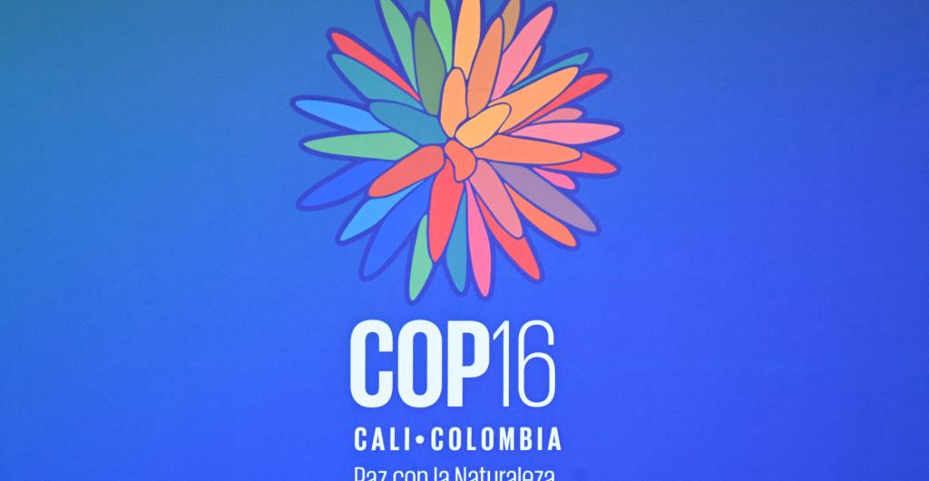 COP16